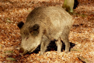 Cinghiale bosco