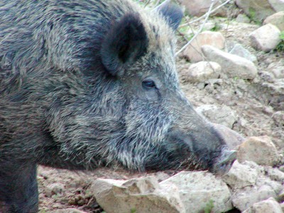 Cinghiale, primo piano