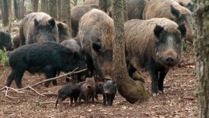 Allevamento, Scrofe con cuccioli