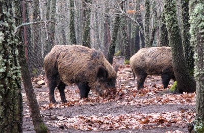 Cinghiale in libertà, allevamento