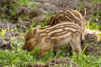 Cucciolo Cinghiale