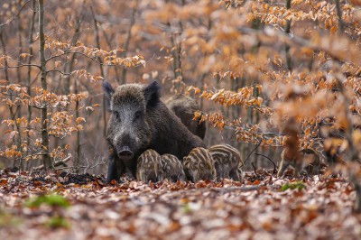 Scrofa-con-cuccioli